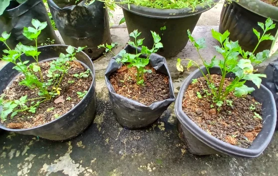 Budidaya Seledri di Pekarangan Rumah, Solusi Sayuran Segar untuk Keluarga