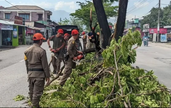 Pohon Tumbang di Jalan Raya Indarung, Satpol PP Padang Gerak Cepat Bersihkan Jalur