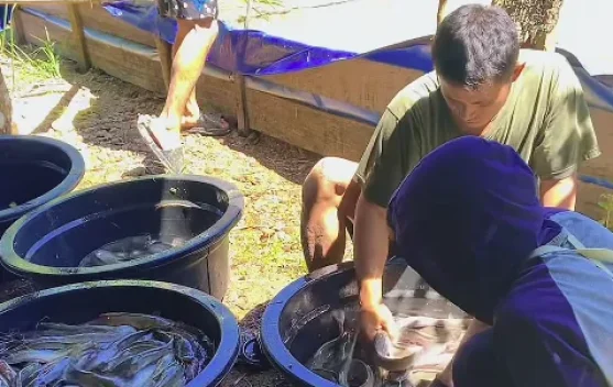 RPN Kembangkan Wakaf Produktif, Budidaya Lele di Anak Air Tumbuh Pesat