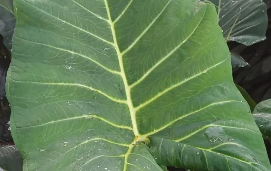Manfaat Hebat Daun Talas di Kebun