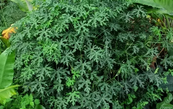 Mengenal Daun Pepaya Jepang