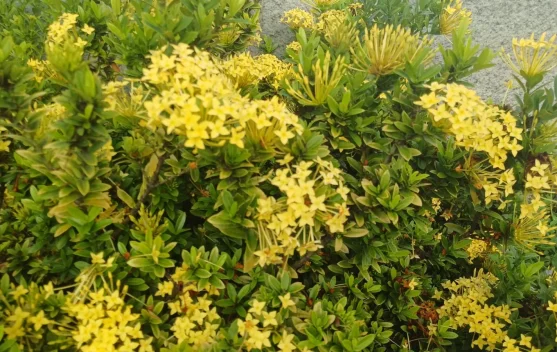 Mengenal Pesona Bunga Asoka Kuning di Pekarangan Rumah