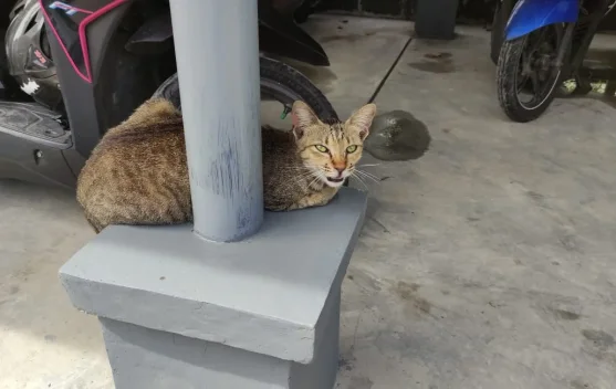 Cara Memelihara Kucing di Area Terbatas