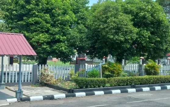 Sinar Matahari dan Klorofil, Kunci Kehidupan Hijau di Balik Rindangnya Pohon