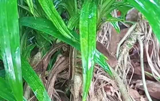Manfaat Akar Pandan Harum Sebagai Obat Tradisional