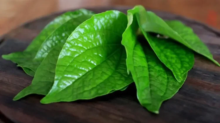 Rahasia Sehat Obat Herbal Daun Sirih