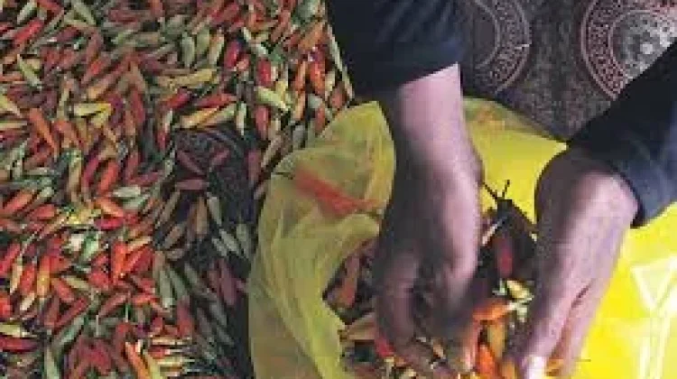 Cuaca Tidak Menentu, Petani Keluhkan Tanaman Busuk