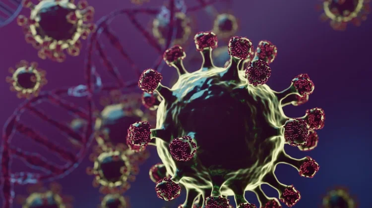 Mewaspadai Penularan Virus Nipah