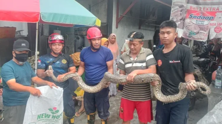 Damkar Kobar Evakuasi Ular Sanca 4 Meter dari Rumah Warga di Mendawai