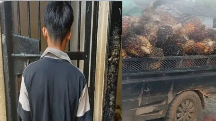 Curi Sawit di PT SSM, Satu Pelaku Dibekuk Polsek Telawang