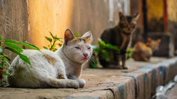 Rasulullah Mengajarkan Umat Mencintai Semua Hewan