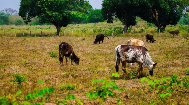 DPRD Kalteng Dorong Pemda dan Warga Dukung Perkembangan Usaha Peternakan