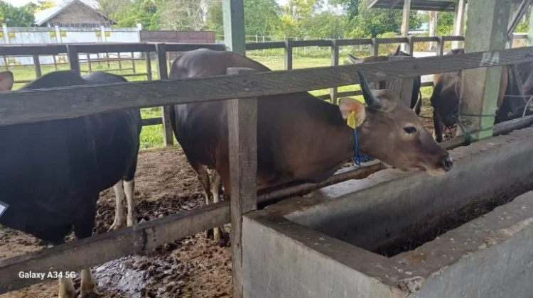 Pemko Palangka Raya Perketat Pengawasan Daging Sapi di Pasar