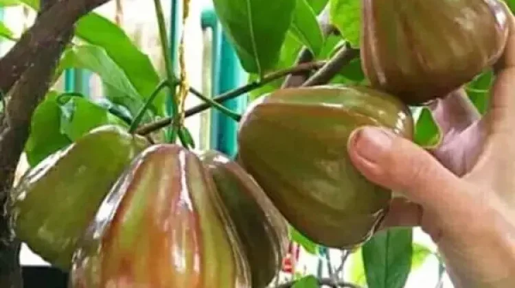 Jambu Air Bisa Berbuah di Setiap Musim