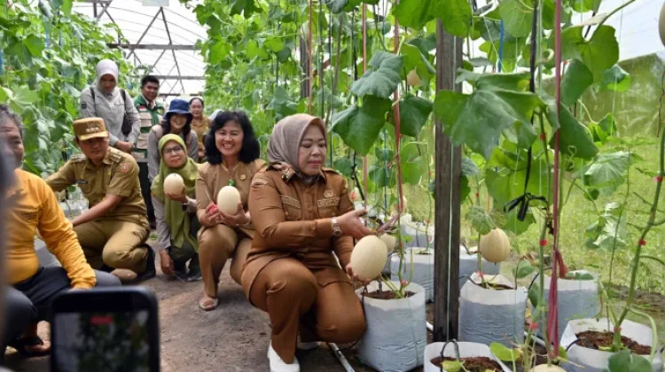 Bupati Kobar Panen Melon di Pusat Pelatihan Pertanian