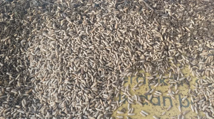 Budidaya Maggot Ubah Sampah Organik Jadi Peluang Ekonomi