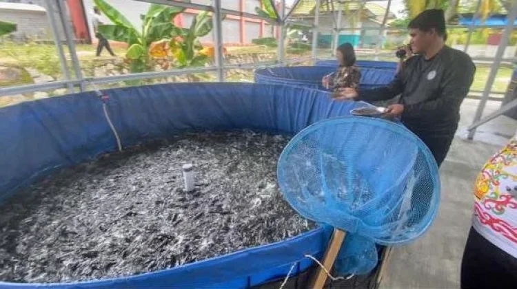 Harga Ikan Mahal namun Bibit Ikan Murah