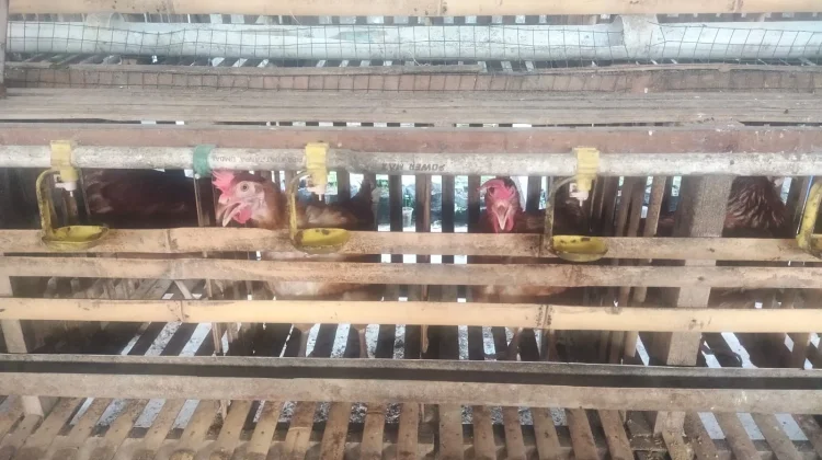 Warga Binaan Rutan Kelas II A Palangka Raya Kembangkan Usaha Beternak Ayam Petelur