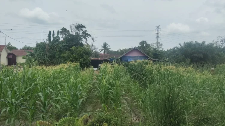 Berkebun Jagung di Halaman Rumah, Solusi Produktif dan Bernilai Ekonomi