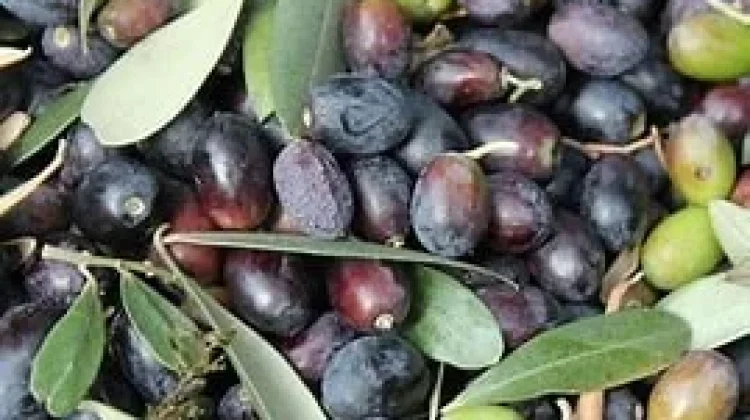 Manfaat Zaitun untuk Perawatan Kulit, Alami dan Kaya Nutrisi