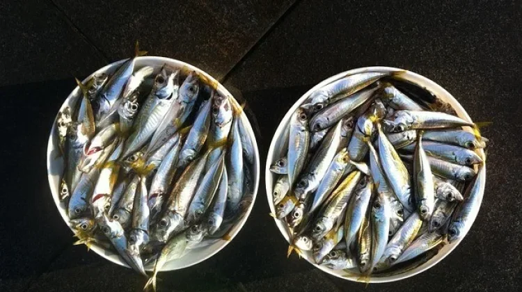 Waspadai Alergi Ikan, Kenali Jenis dan Gejalanya