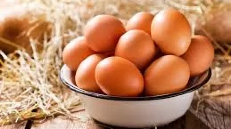 Asal Ayam Petelur Omega 3