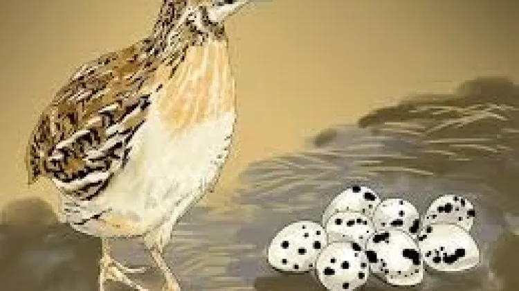 Bisnis Burung Puyuh Cepat Cuan