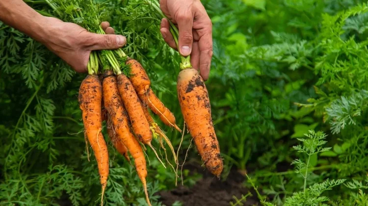Wortel Menyediakan Nutrisi Penting untuk Kesehatan Tubuh