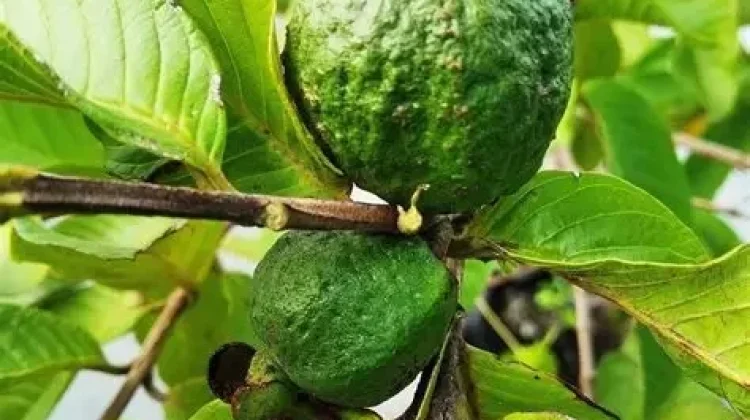 Daun Jambu Biji Berkhasiat Bagi Kesehatan