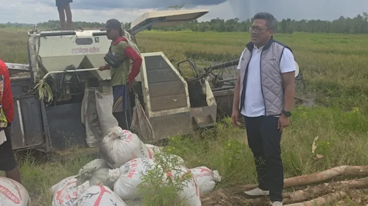 Antisipasi El Nino, Bulog Kalteng Optimalisasi Penyerapan Beras