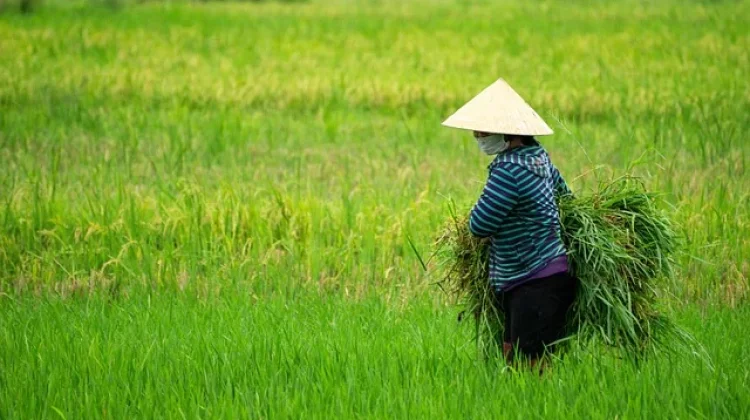 Cetak Sawah Kalteng Masih Hadapi Kendala SDM Petani