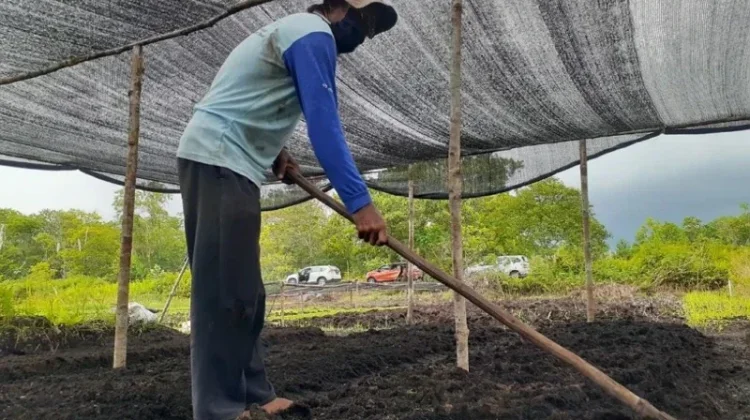 Anggota DPRD Dorong Pemko Palangka Raya Perkuat Sektor Pertanian