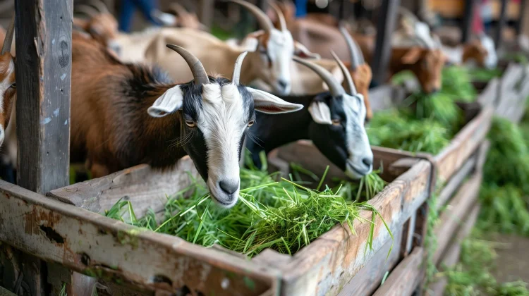 Dengan Strategi yang Tepat Usaha Jual Kambing bisa Sukses