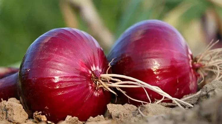 Bawang Merah dan Khasiatnya Mengatasi Gangguan pada Mata