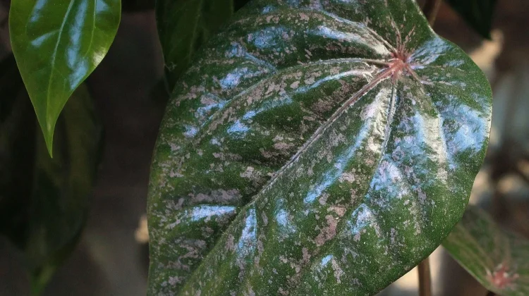 Daun Sirih Merah, Obat Herbal Tradisional bagi Kesehatan