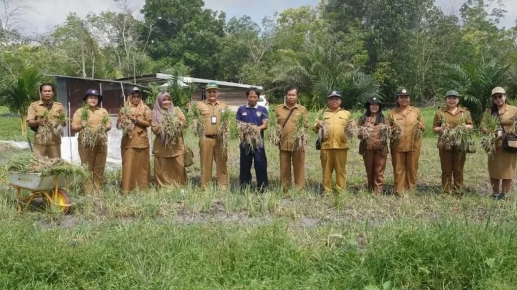 Dinas TPHP Kalteng Laksanakan Panen Bawang Merah di Tangkiling