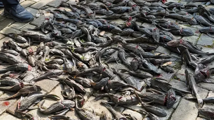 Penyebab Ikan Sapu-Sapu Melimpah di Sungai