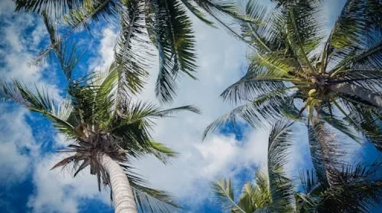 Janur Kelapa dan Tradisi Pernikahan di Indonesia