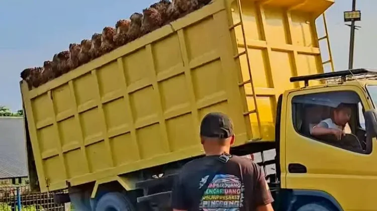 Kenaikan Harga BBM, Biaya Operasional Angkut Sawit Menjadi Mahal