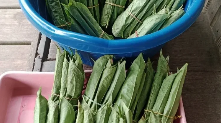 Manfaat Daun Sirih untuk Kesehatan