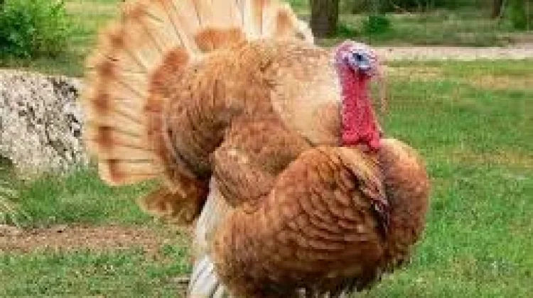 Keunikan Ayam Kalkun