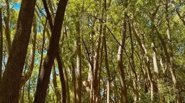 Kapur Barus Usir Serangga secara Alami