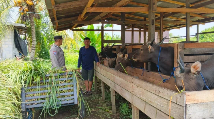 Jelang Iduladha, Harga Hewan Kurban di Palangka Raya Naik