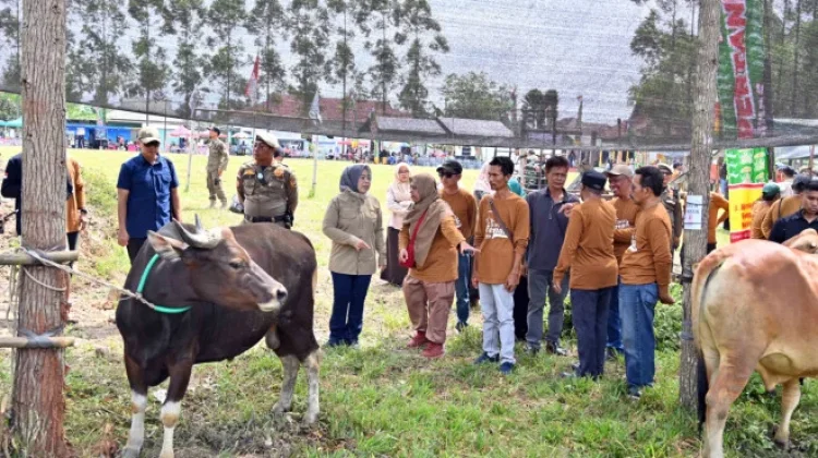 Dorong Ketahanan Pangan Daerah, Pemkab Kobar Gelar Kontes Ternak di Pangkalan Lada