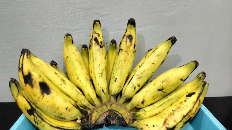 Manfaat Konsumsi Buah Pisang untuk Tubuh