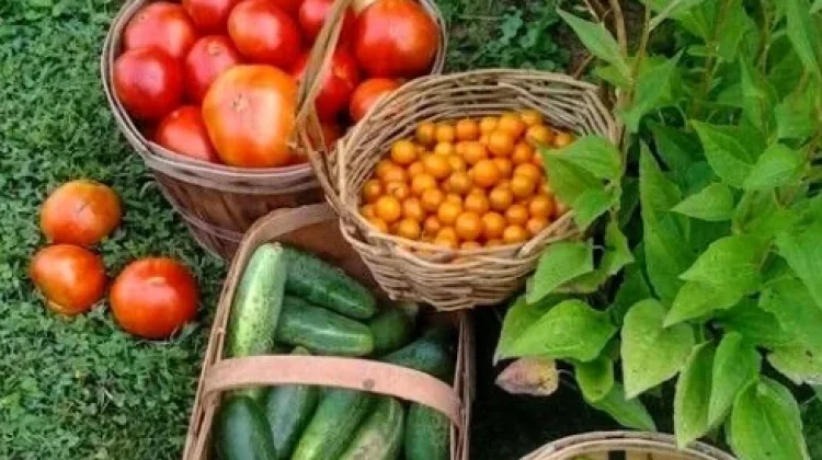 Hobi Berkebun Jadi Tren Baru Anak Muda