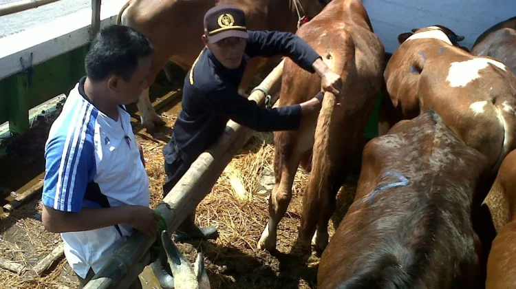 Ratusan Sapi Kurban dari Jatim Tiba di Kalteng