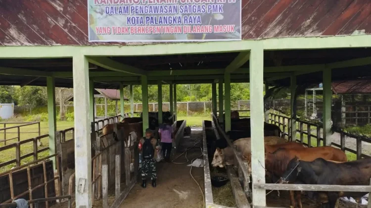 Puskeswan Palangka Raya Pastikan Pemeriksaan Antemortem Hewan Kurban