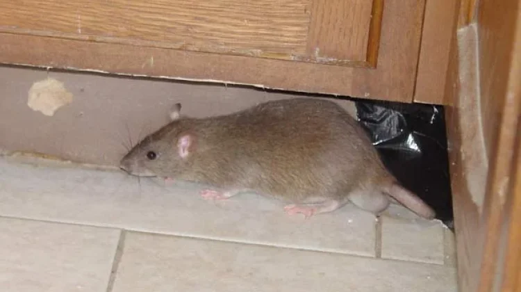 Waspada Bahaya Kencing Tikus