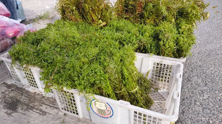Sayur Pakis Kalakai Sumber Rezeki bagi Masyarakat